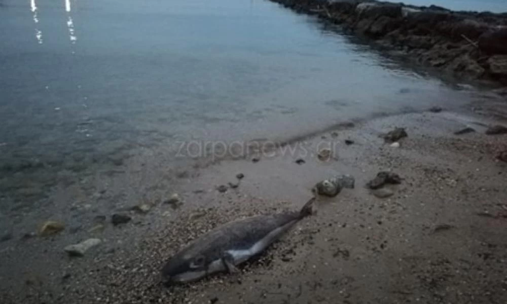 Τρόμος στα Χανιά: Τοξικός λαγοκέφαλος 2,5 κιλών ξεβράστηκε στην παραλία!